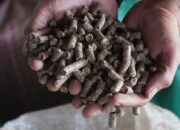 Datangkan Devisa Rp13,2 M, Bea Cukai Kawal Ekspor Perdana Wood Pellet ke Korsel