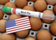 Flu Burung Merebak di AS, Turki Bantu Ekspor 15.000 Ton Telur