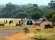 5 Tempat Wisata Terpopuler di Banyuwangi, Nomor 1 Dijuluki Afrika-nya Jawa!