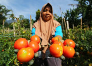 Lawan Cuaca Tak Menentu dengan Tomat, 5 Khasiat Alaminya untuk Tingkatkan Imunitas Tubuh