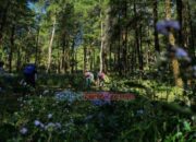 Penertiban Kawasan Hutan Diminta Utamakan Kepastian Hukum dan Data Valid