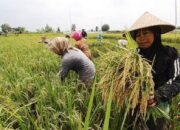 Tambahan Impor Pangan dari AS Dipastikan Tak Ganggu Program Swasembada