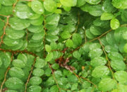 5 Khasiat Daun Bidara untuk Wanita, Bisa Dipakai Ruqyah