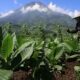 HKTI Dorong Penyederhanaan Regulasi Perkuat Industri Hasil Tembakau