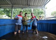 Kelompok Nelayan Binaan CSR Pertamina Patra Niaga Kilang Dumai Konsisten Panen Ikan Nila Salin.