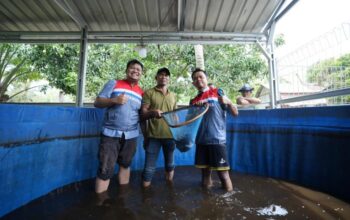 Kelompok Nelayan Binaan CSR Pertamina Patra Niaga Kilang Dumai Konsisten Panen Ikan Nila Salin.