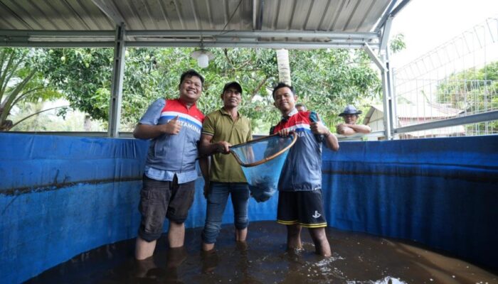 Kelompok Nelayan Binaan CSR Pertamina Patra Niaga Kilang Dumai Konsisten Panen Ikan Nila Salin.
