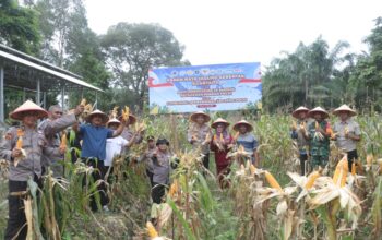 Polres Dumai melaksanakan kegiatan Panen Raya Jagung Pipil Kuartal II Tahun 2026