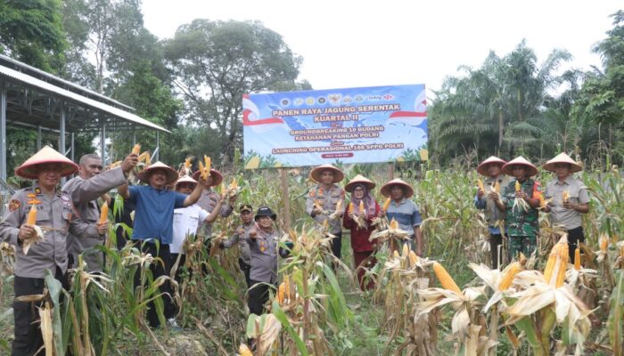 Polres Dumai melaksanakan kegiatan Panen Raya Jagung Pipil Kuartal II Tahun 2026