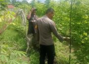 Bhabinkamtibmas Melakukan Pengecekan Pekarangan Pangan Bergizi Dalam Rangka Mendukung Program Ketahanan Pangan Nasional.