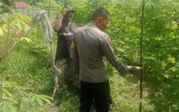 Bhabinkamtibmas Melakukan Pengecekan Pekarangan Pangan Bergizi Dalam Rangka Mendukung Program Ketahanan Pangan Nasional.