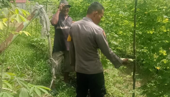Bhabinkamtibmas Melakukan Pengecekan Pekarangan Pangan Bergizi Dalam Rangka Mendukung Program Ketahanan Pangan Nasional.