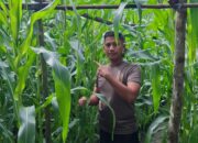 Kapolsek Bukit Kapur Iptu Zulfahli,S.H.,M.H Turun Ke lahan Perkebunan Untuk Melakukan Pengecekan Tanaman Jagung