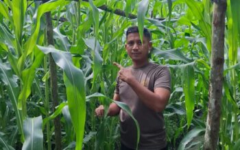 Kapolsek Bukit Kapur Iptu Zulfahli,S.H.,M.H Turun Ke lahan Perkebunan Untuk Melakukan Pengecekan Tanaman Jagung