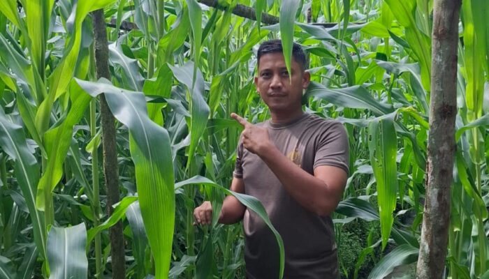 Kapolsek Bukit Kapur Iptu Zulfahli,S.H.,M.H Turun Ke lahan Perkebunan Untuk Melakukan Pengecekan Tanaman Jagung