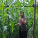 Kapolsek Bukit Kapur Iptu Zulfahli,S.H.,M.H Turun Ke lahan Perkebunan Untuk Melakukan Pengecekan Tanaman Jagung