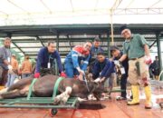 Tebar Manfaat di Hari Raya Idul Adha 1447, Pertamina Patra Niaga Kilang Dumai Salurkan 100 Hewan Kurban untuk Masyarakat dan Dukung Peternak Lokal