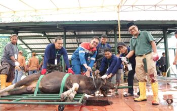 Tebar Manfaat di Hari Raya Idul Adha 1447, Pertamina Patra Niaga Kilang Dumai Salurkan 100 Hewan Kurban untuk Masyarakat dan Dukung Peternak Lokal