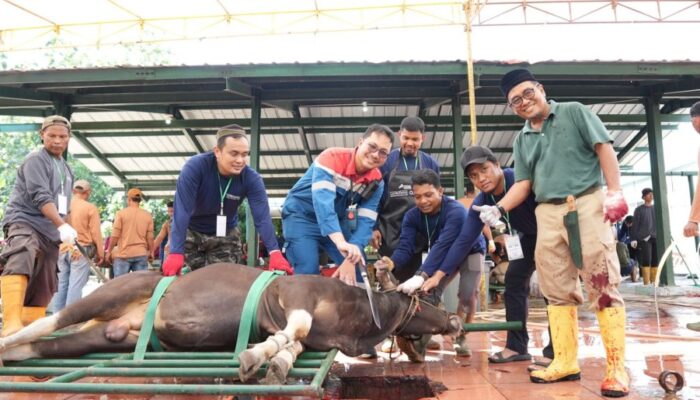Tebar Manfaat di Hari Raya Idul Adha 1447, Pertamina Patra Niaga Kilang Dumai Salurkan 100 Hewan Kurban untuk Masyarakat dan Dukung Peternak Lokal
