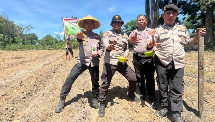 Kapolsek Bukit Kapur IPTU ZULFAHLI, S.H., M.H Bersama Personil Polsek Bukit Kapur Melakukan Penanaman Jagung di Lahan Samping MAKO Polsek Bukit Kapur.