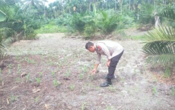 Mendukung Program Ketahanan Pangan Nasional Bhabinkamtibmas Bersama Petani Melakukan Pengecekan Perkembangan Persiapan Tanaman Jagung Pipil