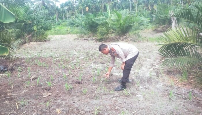 Mendukung Program Ketahanan Pangan Nasional Bhabinkamtibmas Bersama Petani Melakukan Pengecekan Perkembangan Persiapan Tanaman Jagung Pipil