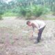 Mendukung Program Ketahanan Pangan Nasional Bhabinkamtibmas Bersama Petani Melakukan Pengecekan Perkembangan Persiapan Tanaman Jagung Pipil