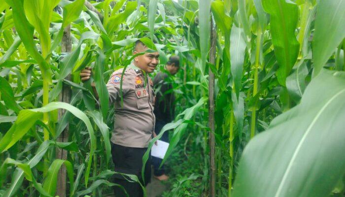 Bhabinkamtibmas Bersama Petani Melakukan Pengecekan Perkembangan Tanaman Jagung Pipil Dalam Rangka Mendukung Program Ketahanan Pangan Nasional.