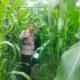 Bhabinkamtibmas Bersama Petani Melakukan Pengecekan Perkembangan Tanaman Jagung Pipil Dalam Rangka Mendukung Program Ketahanan Pangan Nasional.