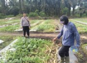 Bhabinkantipmas Bersama Petani Melakukan Pengecekan Pekarangan Pangan Bergizi Dalam Rangka Mendukung Program Ketahanan Pangan Nasional.