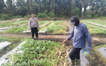 Bhabinkantipmas Bersama Petani Melakukan Pengecekan Pekarangan Pangan Bergizi Dalam Rangka Mendukung Program Ketahanan Pangan Nasional.