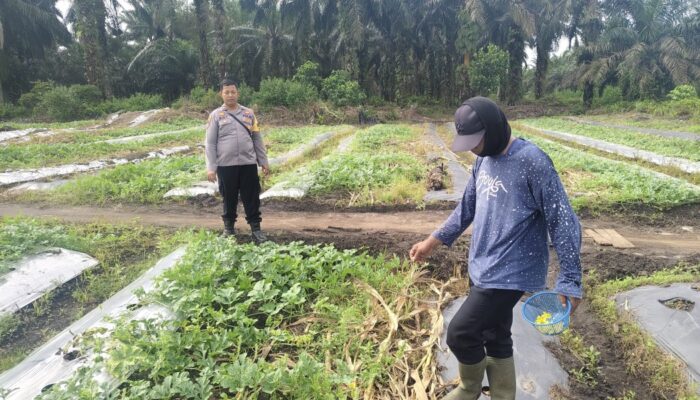 Bhabinkantipmas Bersama Petani Melakukan Pengecekan Pekarangan Pangan Bergizi Dalam Rangka Mendukung Program Ketahanan Pangan Nasional.