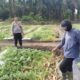 Bhabinkantipmas Bersama Petani Melakukan Pengecekan Pekarangan Pangan Bergizi Dalam Rangka Mendukung Program Ketahanan Pangan Nasional.