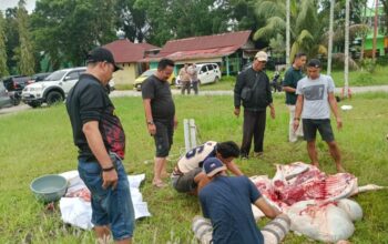 Menyambut Hari Raya Idul Adha PWI Persatuan Wartawan Indonesia Kota Dumai Ikut Qurban 1 Ekor Sapi
