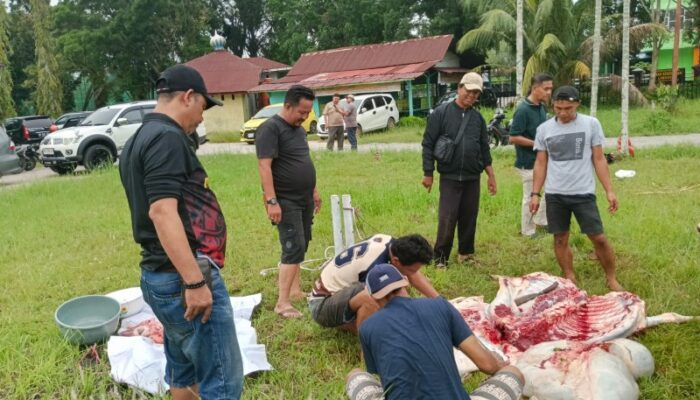 Menyambut Hari Raya Idul Adha PWI Persatuan Wartawan Indonesia Kota Dumai Ikut Qurban 1 Ekor Sapi