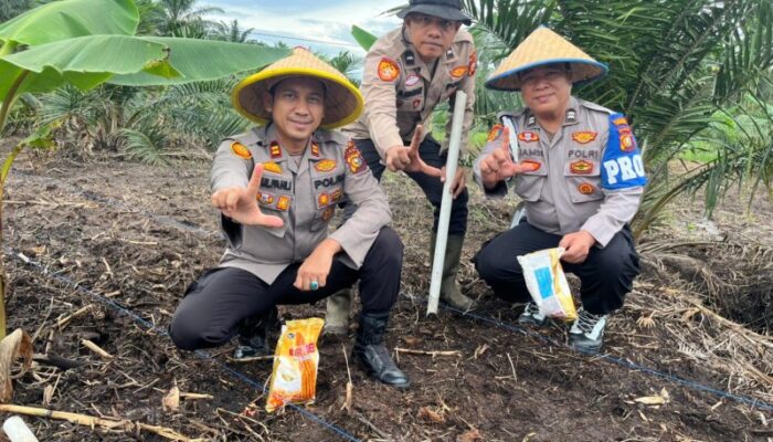 Personil Polsek Bukit Kapur Melakukan Penanaman Jagung di Wilayah Polsek Bukit Kapur.