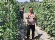 Bhabinkamtibmas Bersama Petani Melakukan Pengecekan Pekarangan Pangan Bergizi Dalam Rangka Mendukung Program Ketahanan Pangan Nasional.