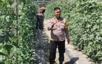 Bhabinkamtibmas Bersama Petani Melakukan Pengecekan Pekarangan Pangan Bergizi Dalam Rangka Mendukung Program Ketahanan Pangan Nasional.