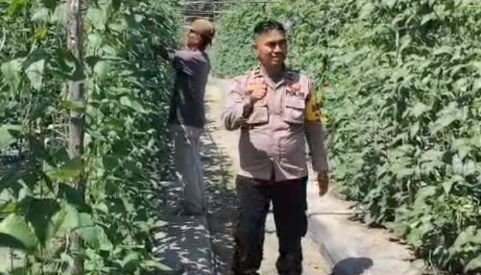 Bhabinkamtibmas Bersama Petani Melakukan Pengecekan Pekarangan Pangan Bergizi Dalam Rangka Mendukung Program Ketahanan Pangan Nasional.