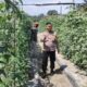 Bhabinkamtibmas Bersama Petani Melakukan Pengecekan Pekarangan Pangan Bergizi Dalam Rangka Mendukung Program Ketahanan Pangan Nasional.