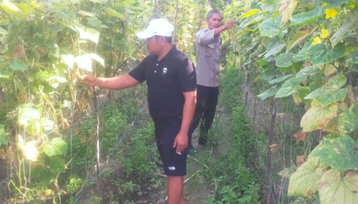 Bhabinkamtibmas Aiptu Subandi Bersama Petani Melakukan Pengecekan Pekarangan Pangan Bergizi .